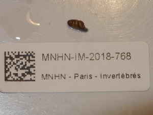  ( - MNHN-IM-2018-768)  @11 [ ] Copyright (2019) Olivier Gargominy Museum national d'Histoire naturelle, Paris