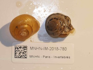  ( - MNHN-IM-2018-780)  @11 [ ] Copyright (2019) Olivier Gargominy Museum national d'Histoire naturelle, Paris