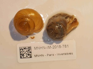  (Cyrnotheba - MNHN-IM-2018-781)  @11 [ ] Copyright (2019) Olivier Gargominy Museum national d'Histoire naturelle, Paris