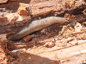  ( - MNHN-IM-2018-786)  @11 [ ] Copyright (2019) Olivier Gargominy Museum national d'Histoire naturelle, Paris