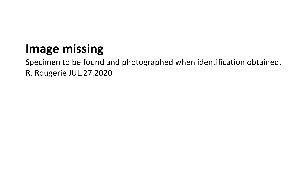  ( - MNHN-IM-2013-76358)  @11 [ ] CreativeCommons - Attribution Share-Alike (2021) Unspecified Museum National d'Histoire Naturelle, Paris