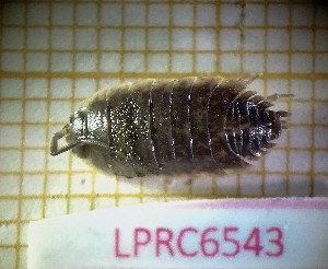  (Porcellio orarum orarum - LPRC6543)  @11 [ ] Copyright (2020) Franck Noël Unspecified