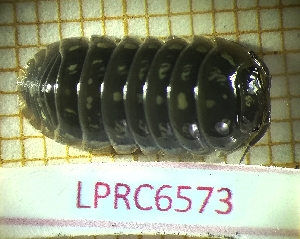  (Armadillidium esterelanum - LPRC6573)  @11 [ ] Copyright (2020) Franck Noël Unspecified