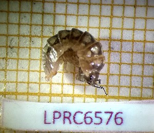  (Armadillidium sordidum - LPRC6576)  @11 [ ] Copyright (2020) Franck Noël Unspecified
