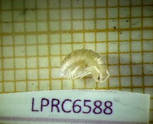  (Cylisticus esterelanus - LPRC6588)  @11 [ ] Copyright (2020) Franck Noël Unspecified