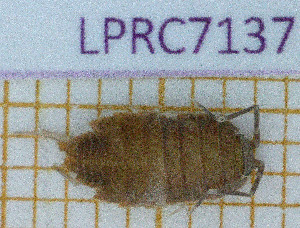  ( - LPRC7137)  @11 [ ] Copyright (2020) Franck Noel Unspecified