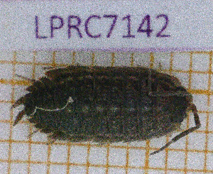  ( - LPRC7142)  @11 [ ] Copyright (2020) Franck Noel Unspecified