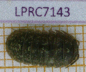  ( - LPRC7143)  @11 [ ] Copyright (2020) Franck Noel Unspecified