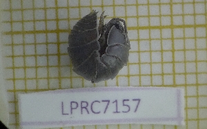  ( - LPRC7157)  @11 [ ] Copyright (2020) Franck Noel Unspecified