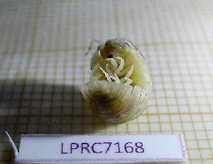  (Armadillidium assimile - LPRC7168)  @11 [ ] Copyright (2020) Franck Noel Unspecified