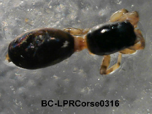  ( - BC-LPRCorse0316)  @11 [ ] Copyright (2019) Alain Canard Université de Rennes I