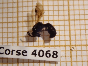  ( - BC-LPRCorse 4068)  @11 [ ] Copyright (2019) Rodolphe Rougerie Research Collection of Rodolphe Rougerie