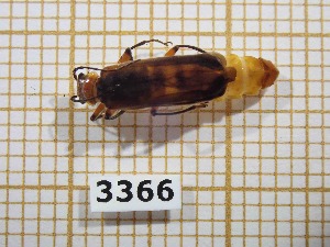  (Cantharis inculta - BC-LPRCorse3366)  @11 [ ] Copyright (2019) Rodolphe Rougerie Museum national d'Histoire naturelle, Paris