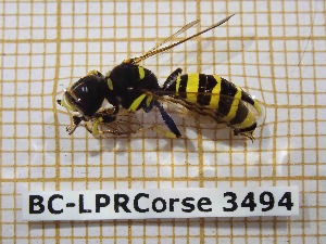  ( - BC-LPRCorse3494)  @13 [ ] Copyright (2019) Rodolphe Rougerie Museum national d'Histoire naturelle, Paris