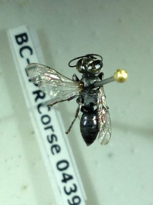  ( - BC-LPRCorse0439)  @11 [ ] Copyright (2019) Romain Le Divelec Museum national d'Histoire naturelle, Paris