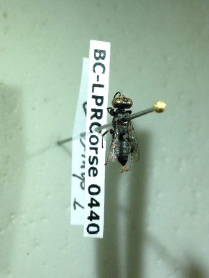  ( - BC-LPRCorse0440)  @11 [ ] Copyright (2019) Romain Le Divelec Museum national d'Histoire naturelle, Paris