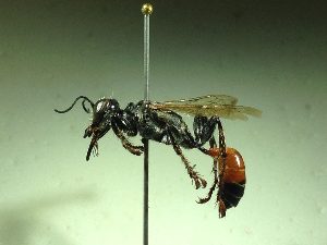  ( - BC-LPRCorse0453)  @11 [ ] Copyright (2019) Romain Le Divelec Museum national d'Histoire naturelle, Paris