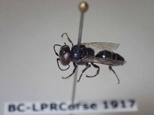  (Tachysphex plicosus - BC-LPRCorse1917)  @11 [ ] Copyright (2019) Romain Le Divelec Museum national d'Histoire naturelle, Paris