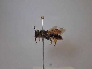  (Andrena sp. 2RLD - BC-LPRCorse1986)  @11 [ ] Copyright (2019) Romain Le Divelec Museum national d'Histoire naturelle, Paris