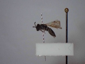  (Andrena corssubalpina - BC-LPRCorse1987)  @11 [ ] Copyright (2019) Romain Le Divelec Museum national d'Histoire naturelle, Paris
