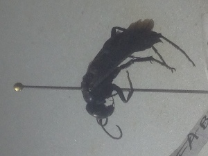  (Entomobora plicata - BC-LPRCorse 0841)  @11 [ ] Copyright (2020) Romain Le Divelec Museum national d'Histoire naturelle