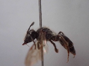  (Andrena tyrrhena - BC-RLD-004)  @11 [ ] Copyright (2019) Romain Le Divelec Museum national d'Histoire naturelle, Paris