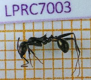  (Aphaenogaster spinosa - LPRC7003)  @11 [ ] Copyright (2020) Quentin Rome Museum national d'Histoire naturelle