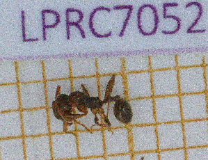  (Aphaenogaster ichnusa - LPRC7052)  @11 [ ] Copyright (2020) Quentin Rome Museum national d'Histoire naturelle