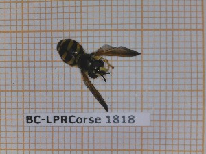  ( - BC-LPRCorse1818)  @11 [ ] Copyright (2020) Thomas Lebard Unspecified