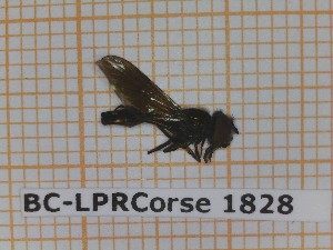 (Platycheirus muelleri - BC-LPRCorse1828)  @11 [ ] Copyright (2020) Thomas Lebard Unspecified