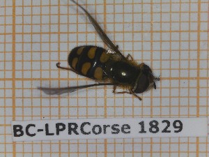 ( - BC-LPRCorse1829)  @11 [ ] Copyright (2020) Thomas Lebard Unspecified