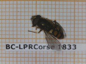 ( - BC-LPRCorse1833)  @11 [ ] Copyright (2020) Thomas Lebard Unspecified
