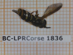  ( - BC-LPRCorse1836)  @11 [ ] Copyright (2020) Thomas Lebard Unspecified