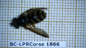  ( - BC-LPRCorse1866)  @11 [ ] Copyright (2020) Thomas Lebard Unspecified