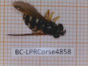  ( - BC-LPRCorse4858)  @11 [ ] by-sa - Creative Commons - Attribution Share-Alike (2032) Rodolphe Rougerie Museum national d'Histoire naturelle