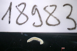  ( - 18983-AN-ND-01)  @11 [ ] Creative Commons (2025) Mathieu Coulis Research Collection of Mathieu Coulis