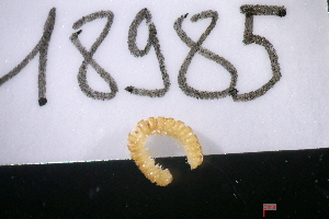  ( - 18985-AN-ND-01)  @11 [ ] Creative Commons (2025) Mathieu Coulis Research Collection of Mathieu Coulis