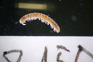  (Pyrgodesmidae - 18150-BRASFORT)  @11 [ ] Creative Commons (2025) Mathieu Coulis Research Collection of Mathieu Coulis