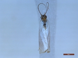  ( - LPRIG_CLV48821)  @11 [ ] CC-By (2025) Rodolphe Rougerie MNHN