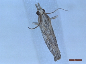  ( - LPRIG_CLV48846)  @11 [ ] CC-By (2025) Rodolphe Rougerie MNHN