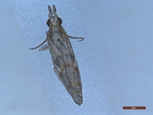  ( - LPRIG_CLV48847)  @11 [ ] CC-By (2025) Rodolphe Rougerie MNHN