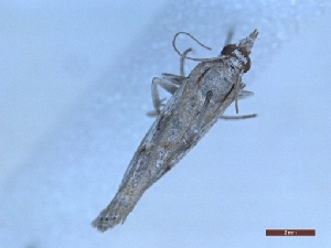  ( - LPRIG_CLV48848)  @11 [ ] CC-By (2025) Rodolphe Rougerie MNHN