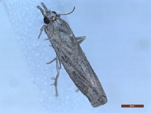  ( - LPRIG_CLV48849)  @11 [ ] CC-By (2025) Rodolphe Rougerie MNHN