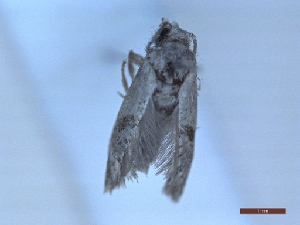  ( - LPRIG_CLV48920)  @11 [ ] CC-By (2025) Rodolphe Rougerie MNHN