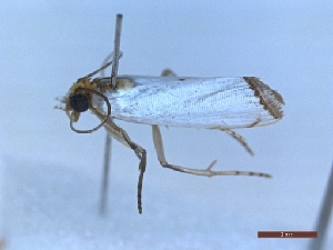  ( - LPRIG_CLV48993)  @11 [ ] CC-By (2025) Rodolphe Rougerie MNHN