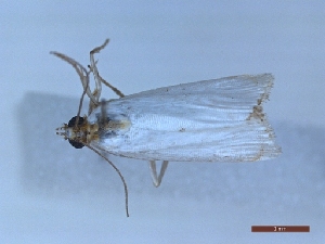  ( - LPRIG_CLV49010)  @11 [ ] CC-By (2025) Rodolphe Rougerie MNHN