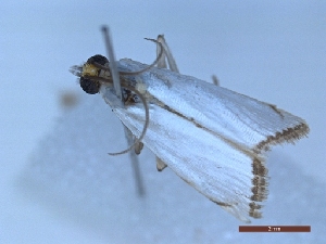  ( - LPRIG_CLV49080)  @11 [ ] CC-By (2025) Rodolphe Rougerie MNHN