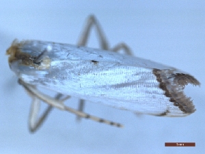  ( - LPRIG_CLV49100)  @11 [ ] CC-By (2025) Rodolphe Rougerie MNHN