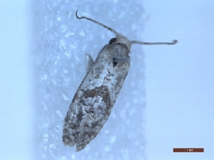  ( - LPRIG_CLV49122)  @11 [ ] CC-By (2025) Rodolphe Rougerie MNHN