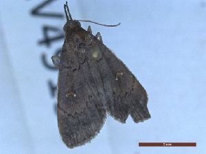  ( - LPRIG_CLV49193)  @11 [ ] CC-By (2025) Rodolphe Rougerie MNHN